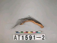 藏品(男子山豬鬃踝飾)的圖片